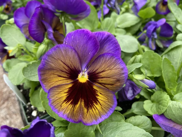 Viola × wittrockiana 'PAS736727' (Matrix® Midnight Glow) flower