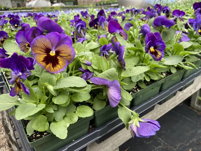 Viola × wittrockiana 'PAS736727' (Matrix® Midnight Glow) flowering habit