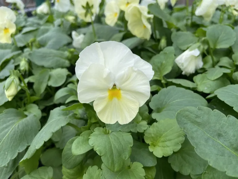Viola × wittrockiana 'PAS882789' (Matrix® Primrose) flower