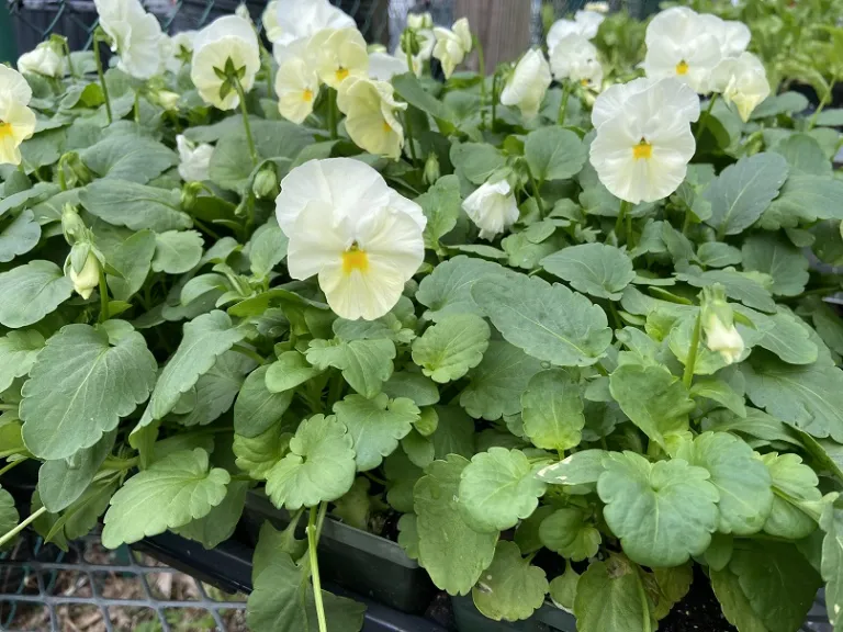 Viola × wittrockiana 'PAS882789' (Matrix® Primrose) flowering habit