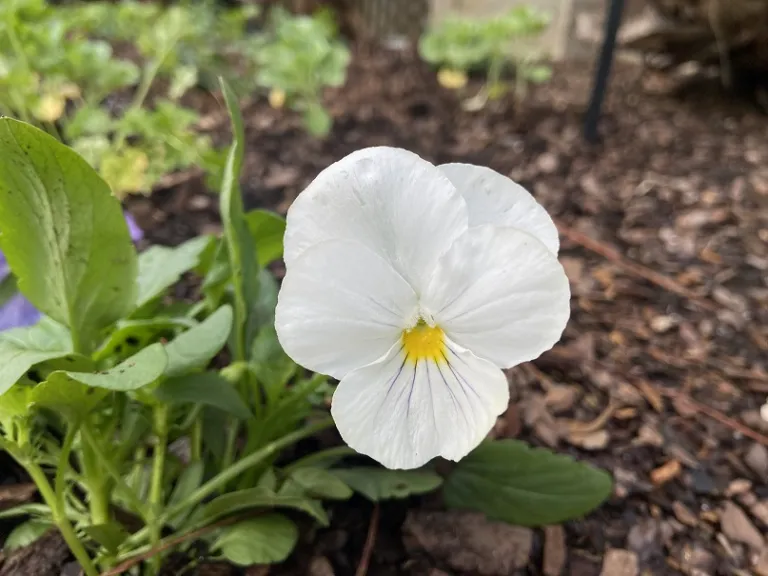 Viola ×wittrockiana 'PAS882882' (Matrix® Lavender Shades) flower