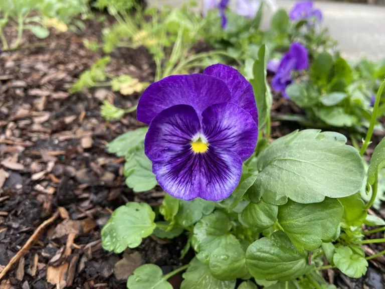 Viola ×wittrockiana 'PAS882882' (Matrix® Lavender Shades) flower