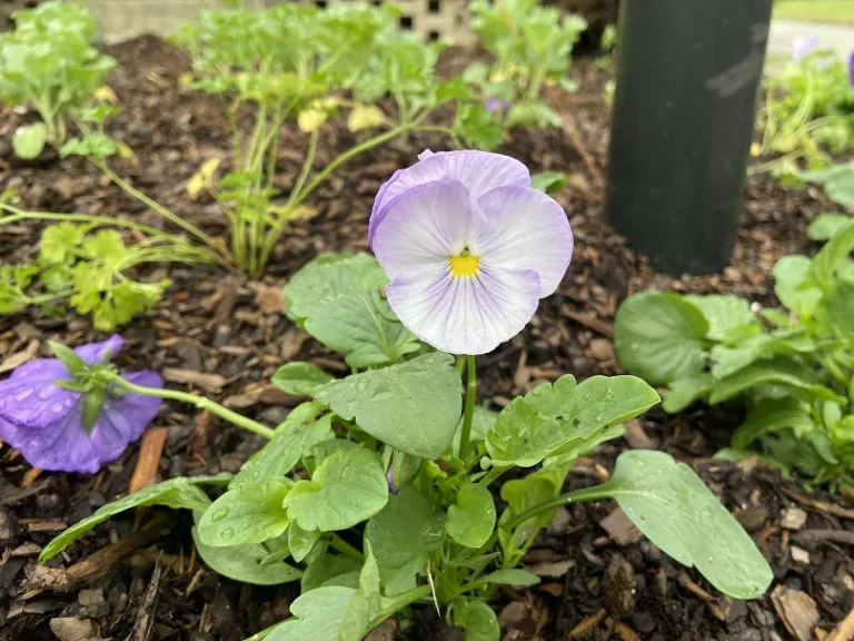 Viola ×wittrockiana 'PAS882882' (Matrix® Lavender Shades) flower