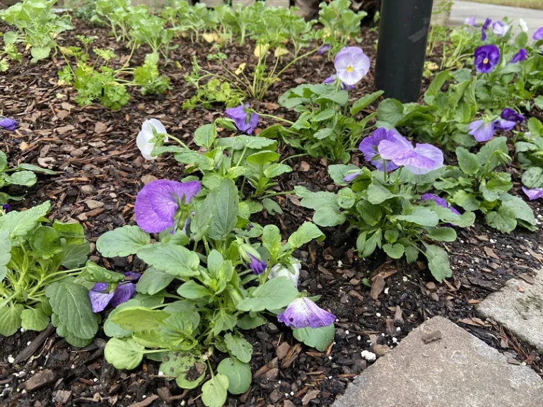 Viola ×wittrockiana 'PAS882882' (Matrix® Lavender Shades) flowering habit