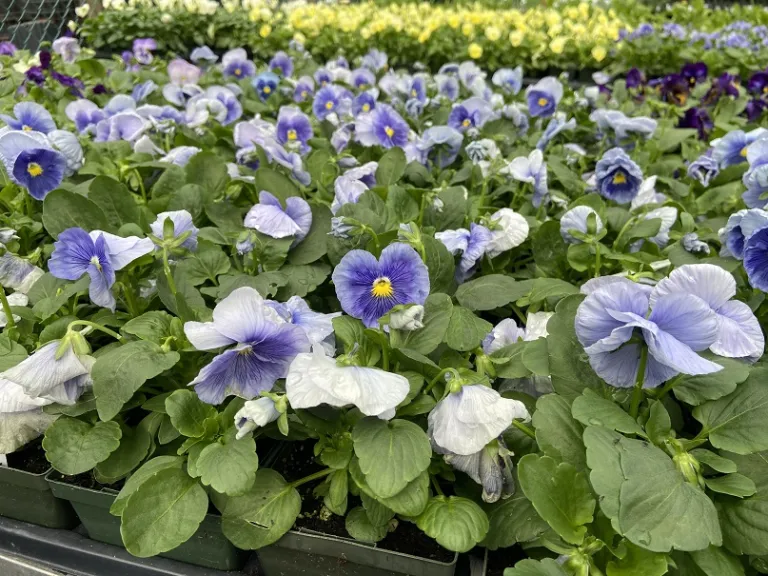 Viola × wittrockiana 'Spring Grandio Silver Blue' flowering habit