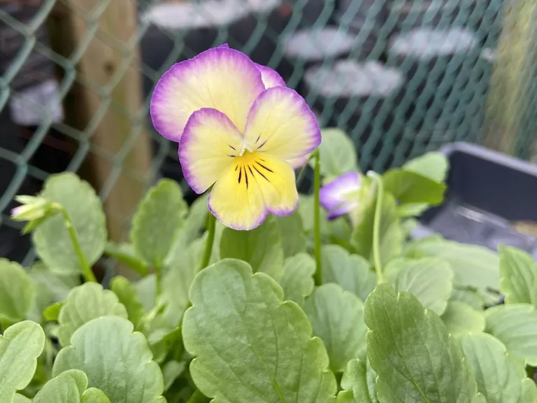 Viola ×wittrockiana 'Ultima Radiance Violet' flower