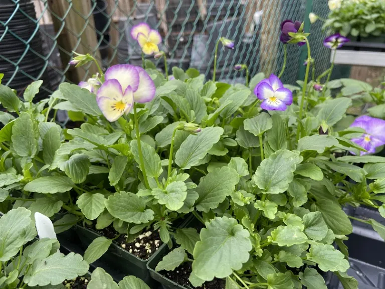 Viola × wittrockiana 'Ultima Radiance Violet' flowering habit
