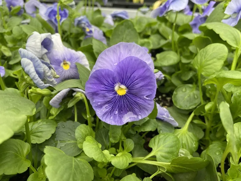 Viola ×wittrockiana (Delta™ Pro Clear Light Blue) flower