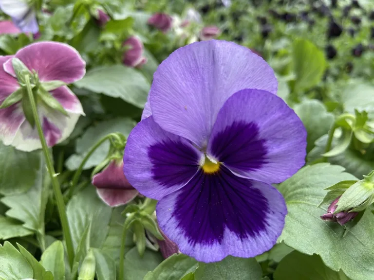 Viola ×wittrockiana (Matrix® Coastal Mix) flower
