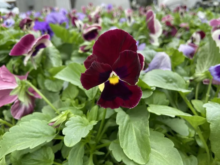 Viola ×wittrockiana (Matrix® Coastal Mix) flower