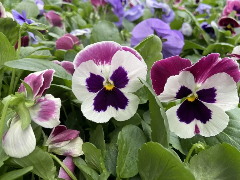 Viola ×wittrockiana (Matrix® Coastal Mix) flower