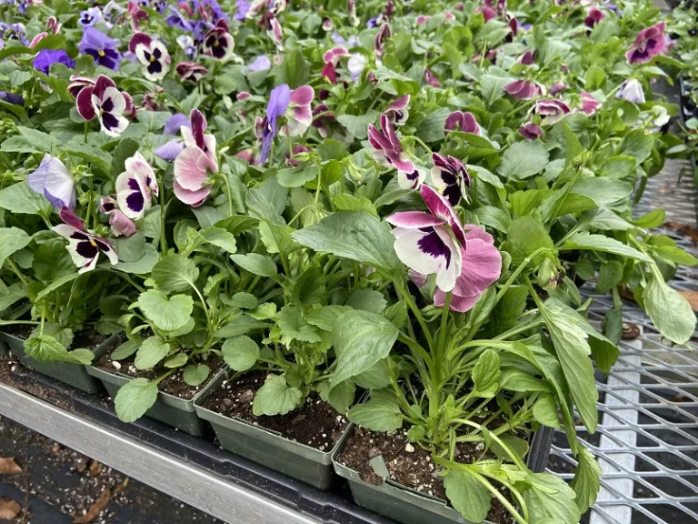 Viola ×wittrockiana (Matrix® Coastal Mix) flower