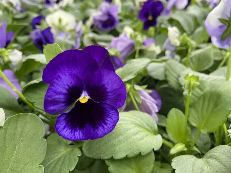 Viola × wittrockiana (Matrix® Ocean Breeze Mixture) flower