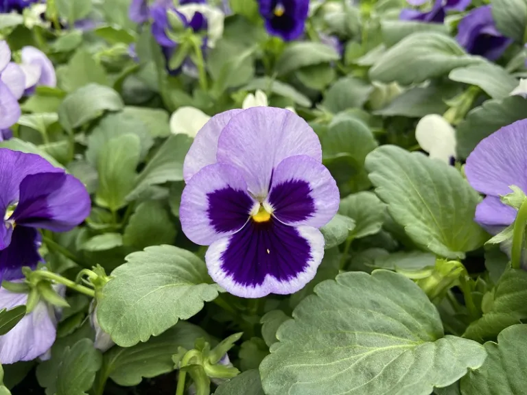Viola × wittrockiana (Matrix® Ocean Breeze Mixture) flower