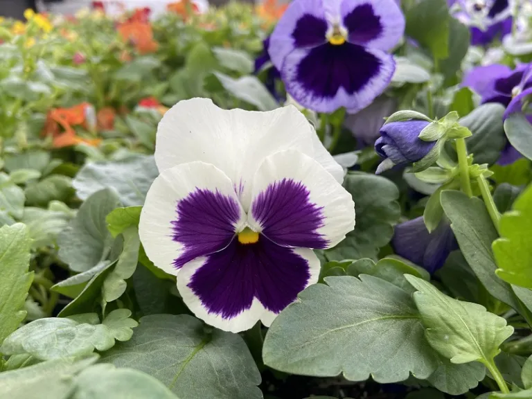 Viola ×wittrockiana (Matrix® Ocean Breeze Mixture) flower