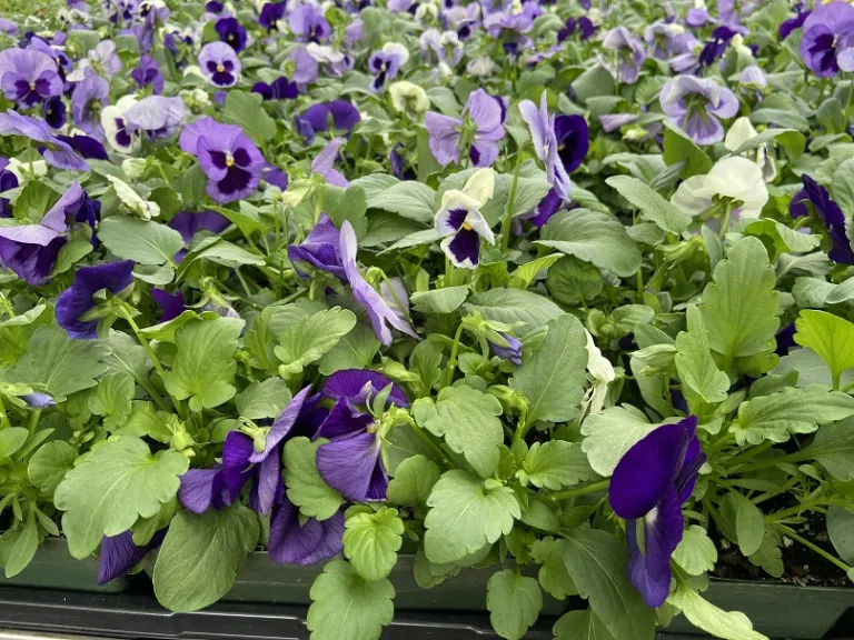 Viola ×wittrockiana (Matrix® Ocean Breeze Mixture) flowering habit