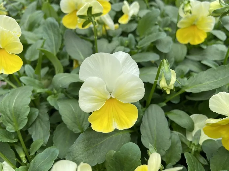 Viola cornuta 'ColorMax Lemon Splash' flower