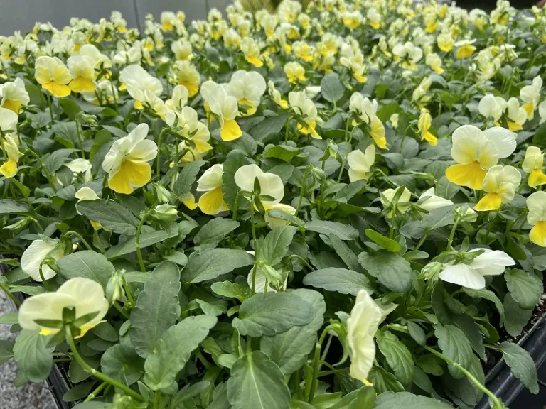 Viola cornuta 'ColorMax Lemon Splash' flowering habit