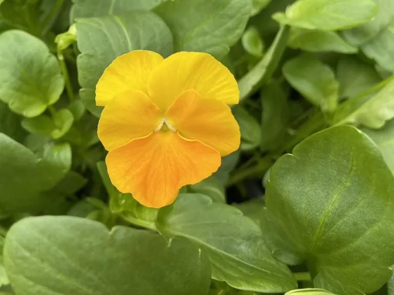 Viola cornuta 'Halo Golden Yellow' flower