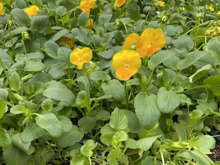 Viola cornuta 'Halo Golden Yellow' flowering habit