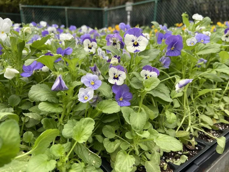 Viola cornuta (Sorbet® XP Blueberry Sundae Mixture) flowering habit