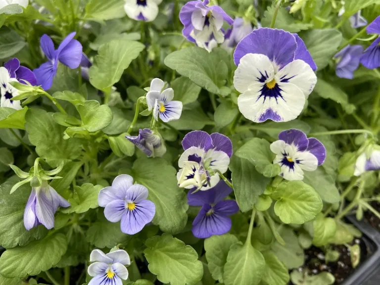Viola cornuta (Sorbet® XP Blueberry Sundae Mixture) flowers