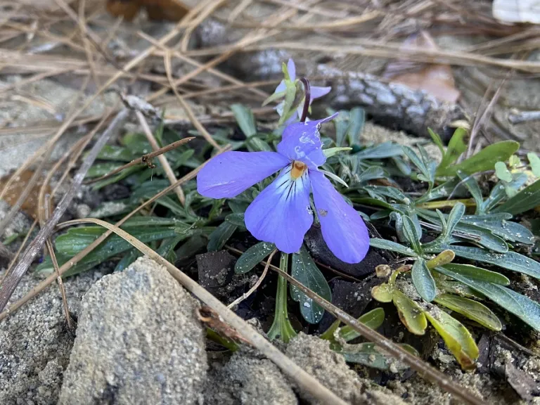 Viola pedata flower
