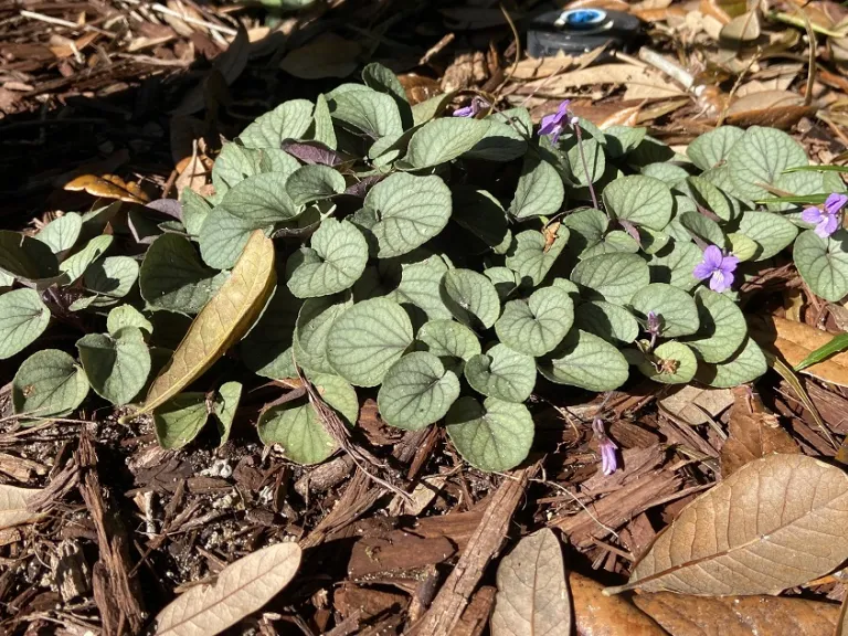 Viola walteri 'Silver Gem' flowering habit