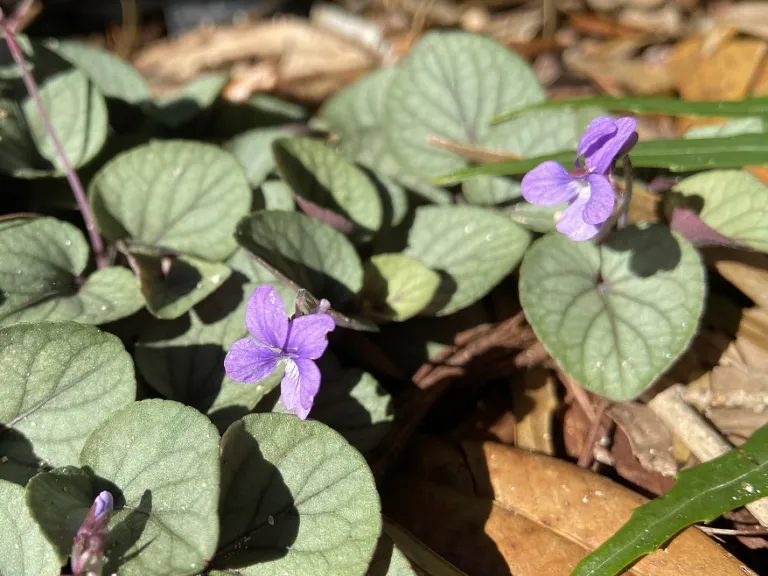 Viola walteri 'Silver Gem' flowers