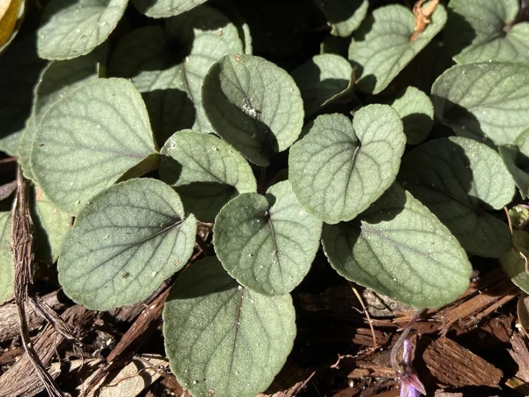 Viola walteri 'Silver Gem' foliage