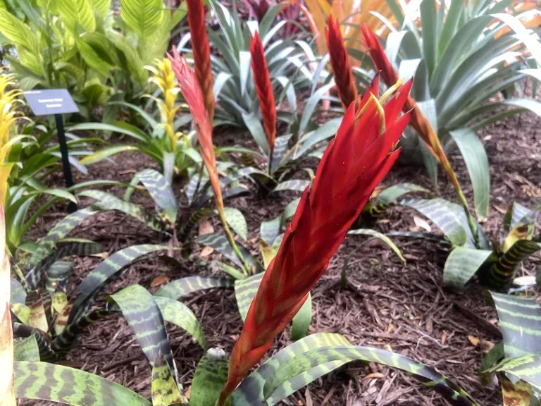 Vriesea splendens flowers