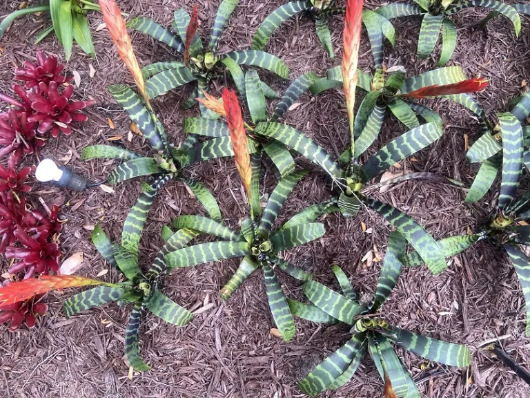 Vriesea splendens foliage
