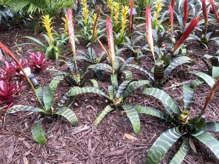 Vriesea splendens habit