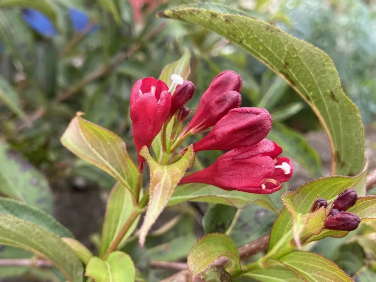 Weigela florida 'Verweig 6' (Sonic Bloom® Red) flowers and flower buds