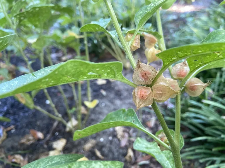 Withania somnifera fruit