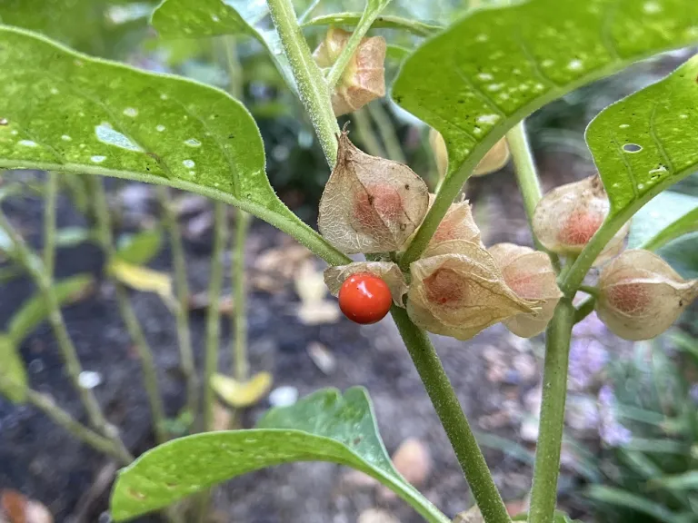 Withania somnifera fruit