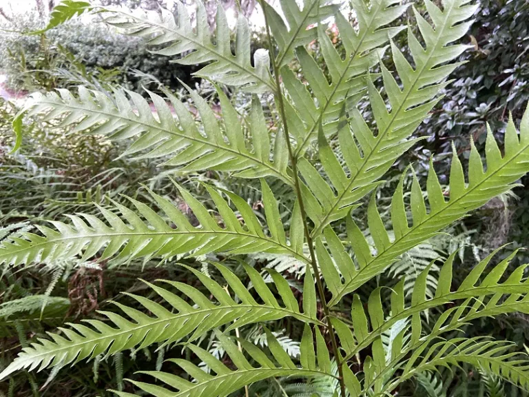 Woodwardia orientalis 'Mama Mia' back of frond