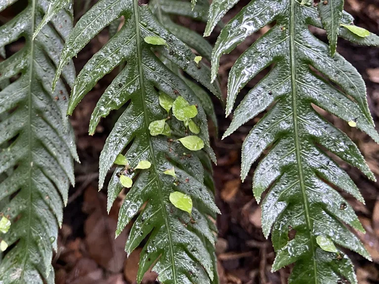 Woodwardia orientalis 'Mama Mia' plantlets
