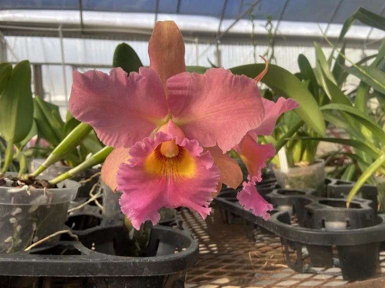 X Rhyncholaeliocattleya (Oconee x Sunset) x Apricot Flare flower