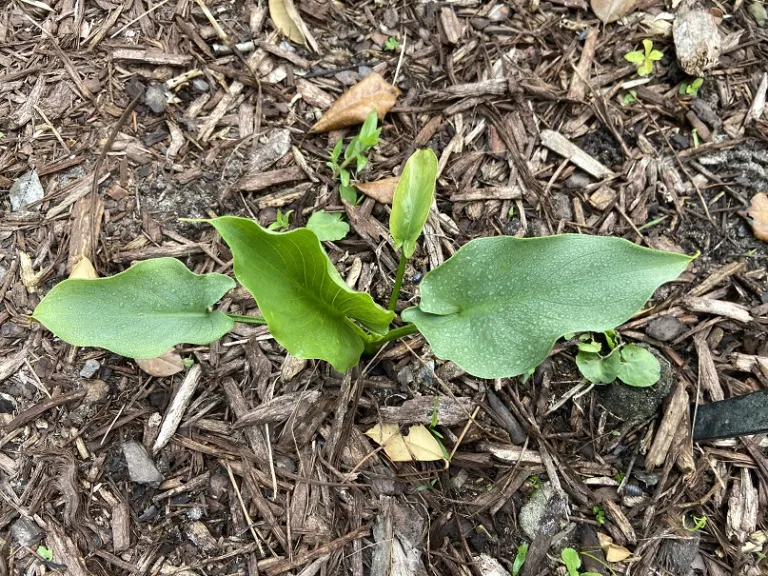 Zantedeschia aethiopica 'Swartberg Giant' foliage