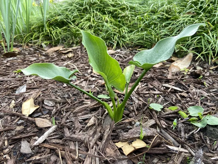 Zantedeschia aethiopica 'Swartberg Giant' habit