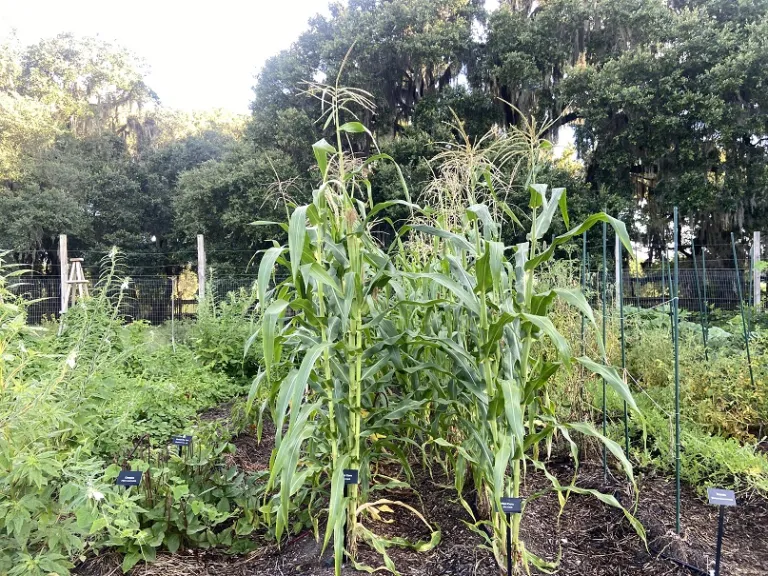Zea mays 'Glass Gem' flowering habit