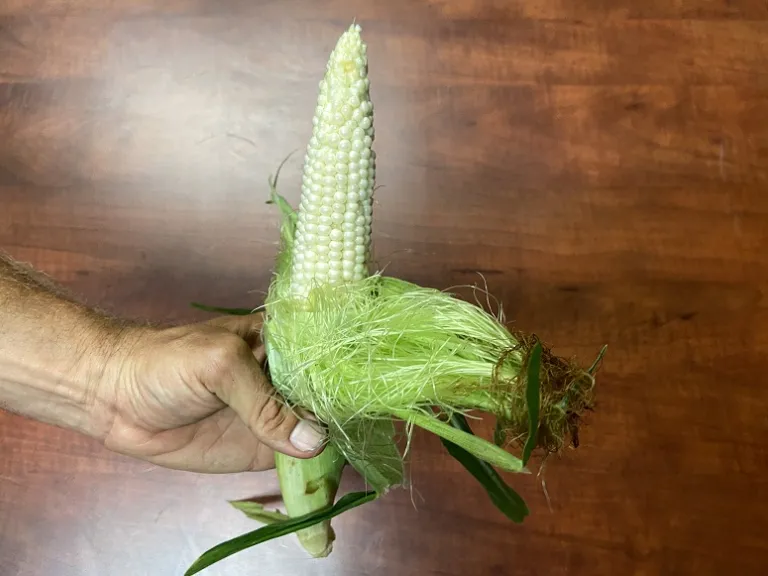 Zea mays 'Natural Bright XR' fruit