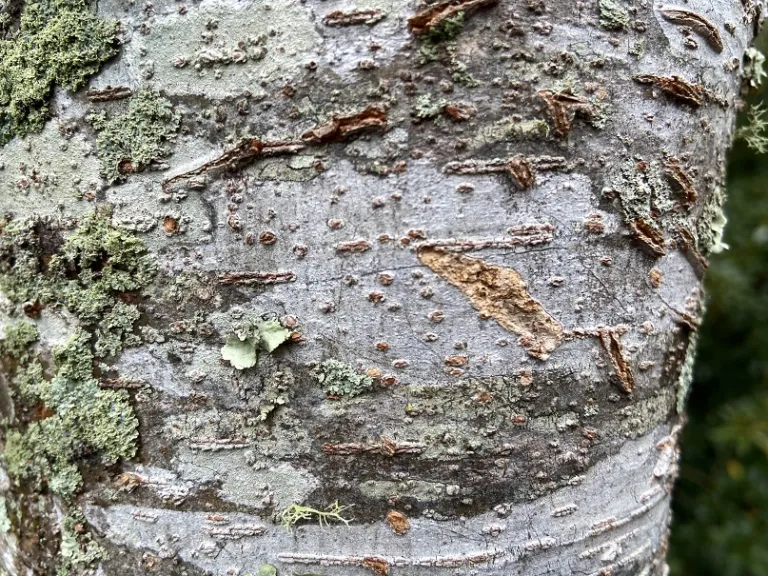 Zelkova serrata 'Musashino' bark