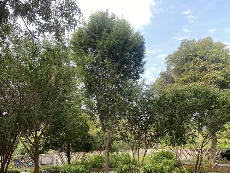 Zelkova serrata 'Musashino' habit