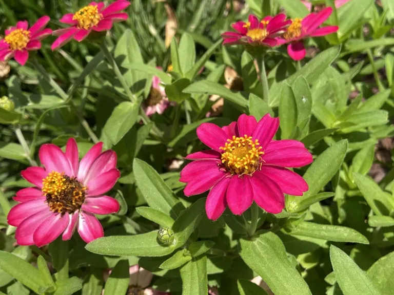 Zinnia (Profusion Seven Color Mix) flowers