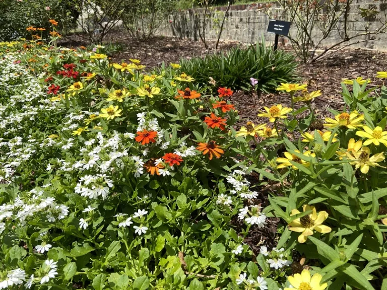 Zinnia (Profusion Seven Color Mix) flowering habit