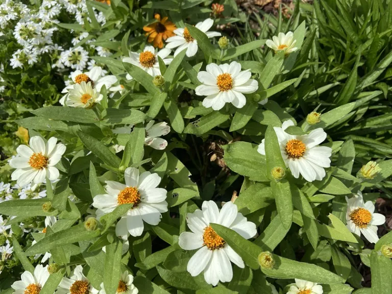 Zinnia (Profusion Seven Color Mix) flowers