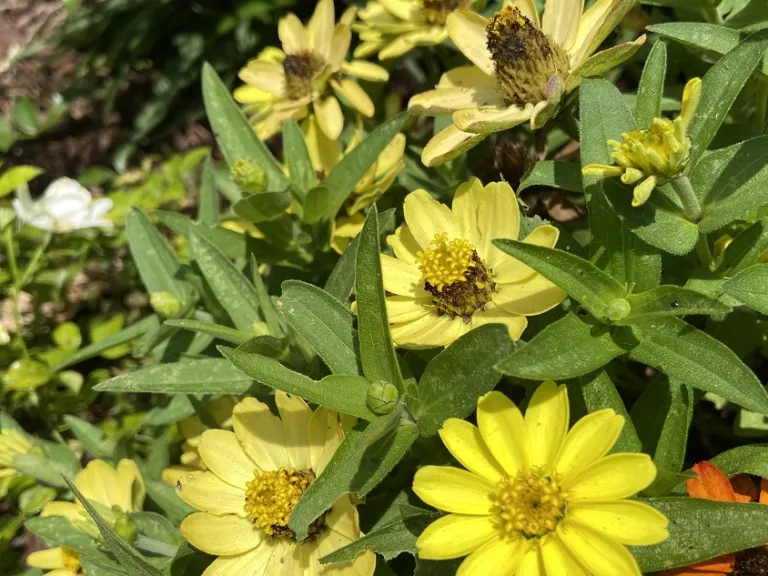 Zinnia (Profusion Seven Color Mix) flowers