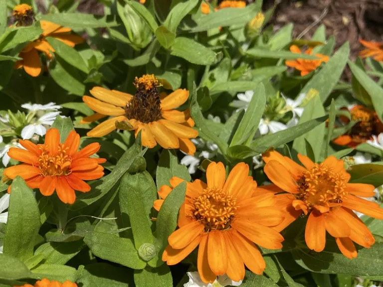 Zinnia (Profusion Seven Color Mix) flowers